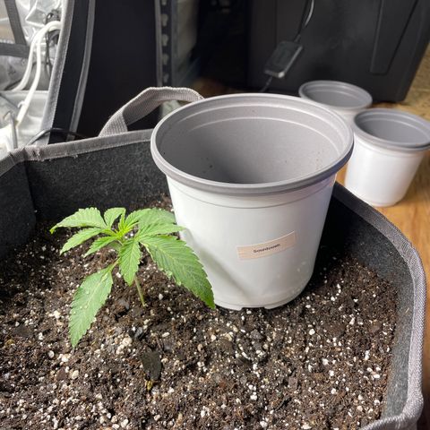 Sourdough S1 Offensive Selections growlog timeline photo