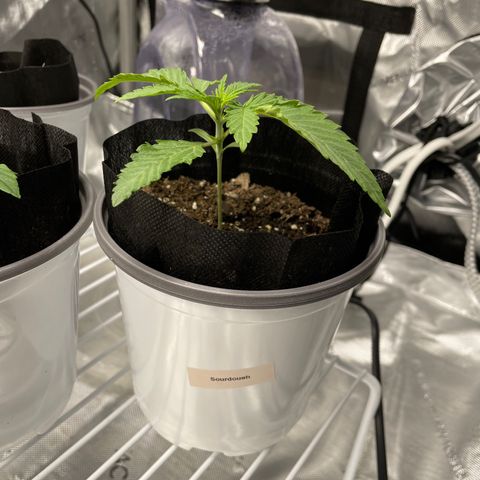 Sourdough S1 Offensive Selections growlog timeline photo