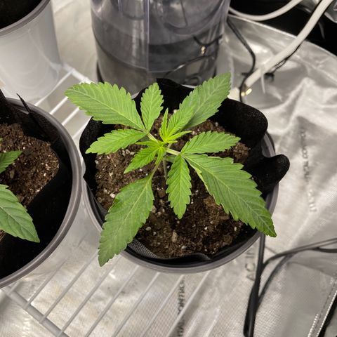 Sourdough S1 Offensive Selections growlog timeline photo