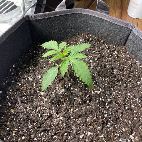 Sourdough S1 Offensive Selections growlog timeline photo