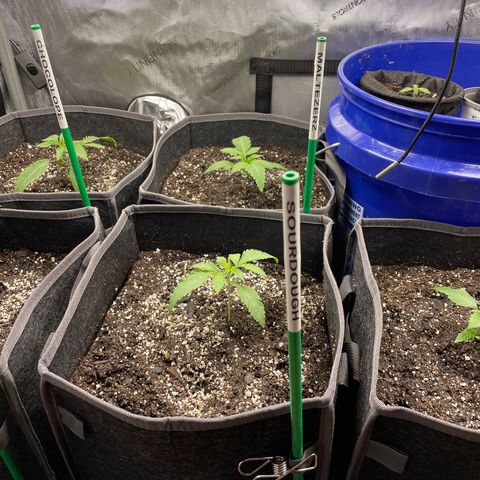 Sourdough S1 Offensive Selections growlog photo: Transplanted 5/8 today into 3 gal square pots. Looks good in here. 