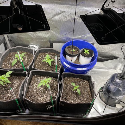Sourdough S1 Offensive Selections growlog photo: Transplanted 5/8 today into 3 gal square pots. Looks good in here. 