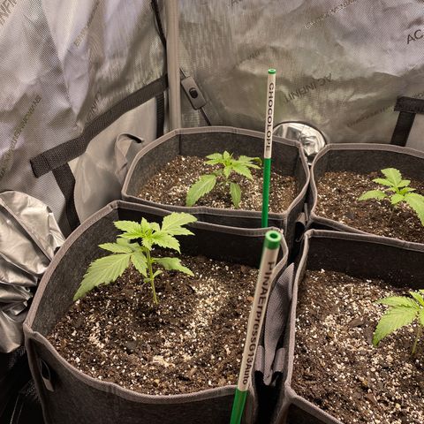 Sourdough S1 Offensive Selections growlog photo: Transplanted 5/8 today into 3 gal square pots. Looks good in here. 