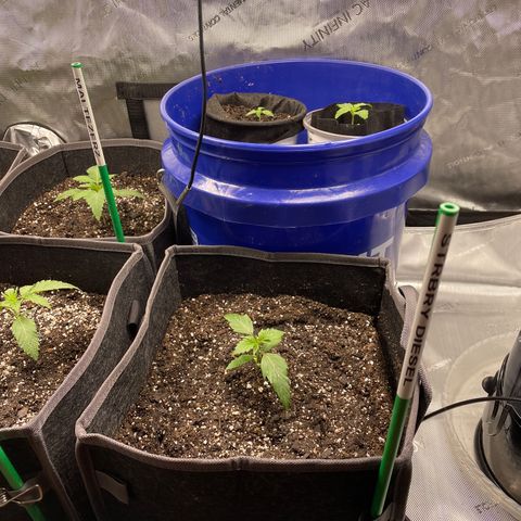 Sourdough S1 Offensive Selections growlog photo: Transplanted 5/8 today into 3 gal square pots. Looks good in here. 
