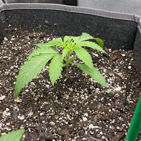 Sourdough S1 Offensive Selections growlog timeline photo