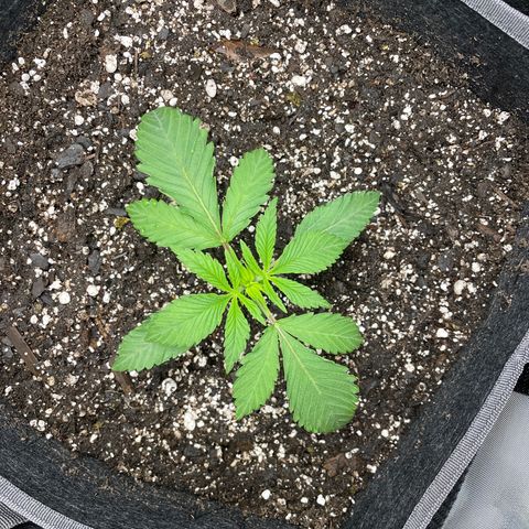 Sourdough S1 Offensive Selections growlog timeline photo
