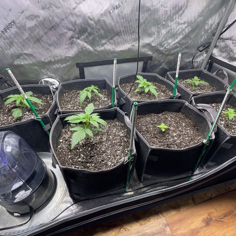 Sourdough S1 Offensive Selections growlog photo: 3 gallon pots for everyone!