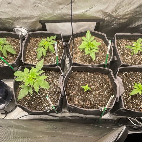Sourdough S1 Offensive Selections growlog timeline photo