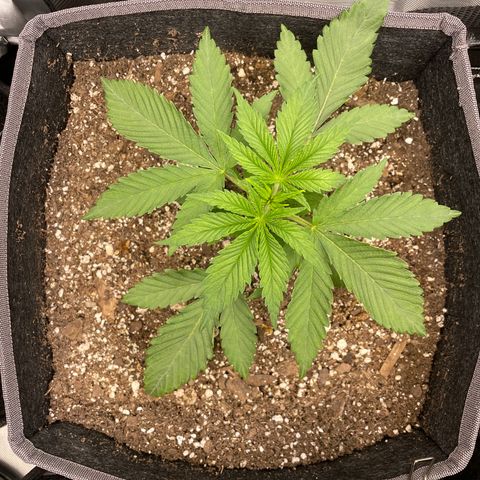 Sourdough S1 Offensive Selections growlog timeline photo