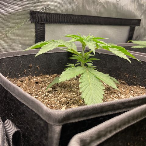 Sourdough S1 Offensive Selections growlog timeline photo