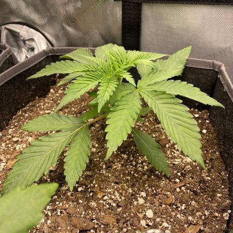Sourdough S1 Offensive Selections growlog timeline photo
