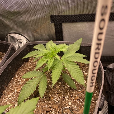 Sourdough S1 Offensive Selections growlog timeline photo