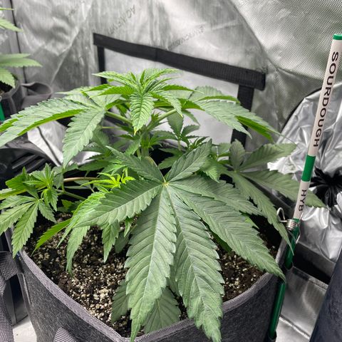 Sourdough S1 Offensive Selections growlog timeline photo