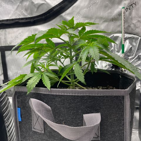 Sourdough S1 Offensive Selections growlog timeline photo
