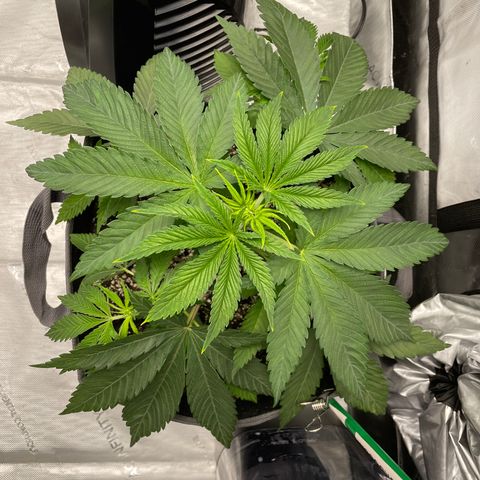 Sourdough S1 Offensive Selections growlog timeline photo