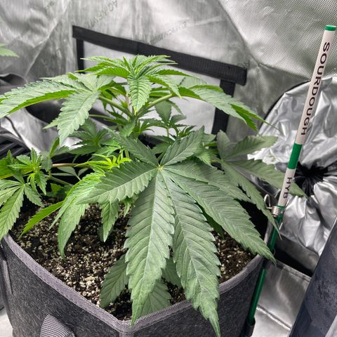 Sourdough S1 Offensive Selections growlog timeline photo