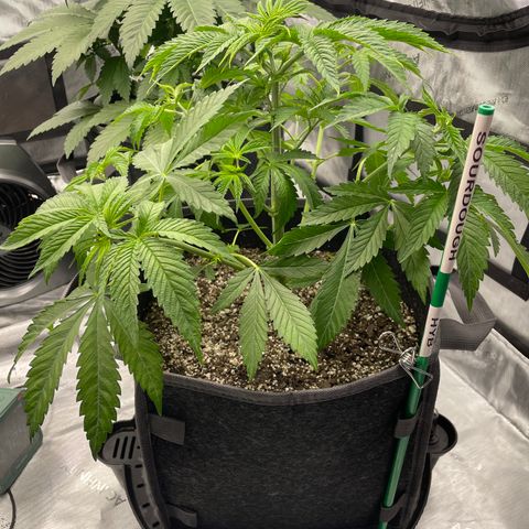 Sourdough S1 Offensive Selections growlog timeline photo