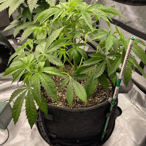 Sourdough S1 Offensive Selections growlog timeline photo