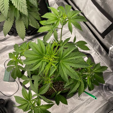 Sourdough S1 Offensive Selections growlog timeline photo