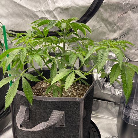 Sourdough S1 Offensive Selections growlog timeline photo