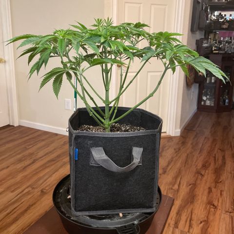 Sourdough S1 Offensive Selections growlog timeline photo