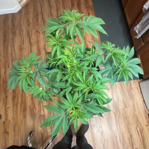 Sourdough S1 Offensive Selections growlog timeline photo