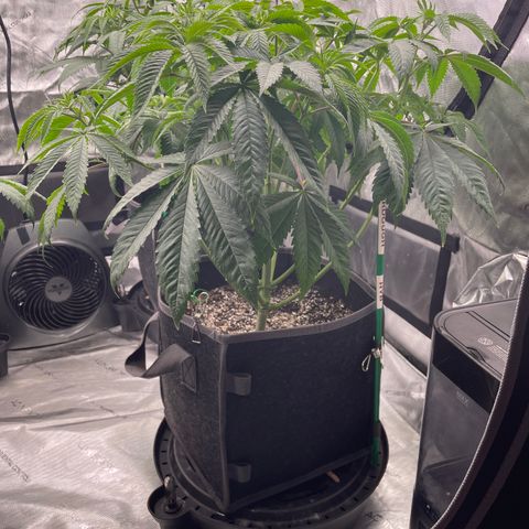 Sourdough S1 Offensive Selections growlog timeline photo