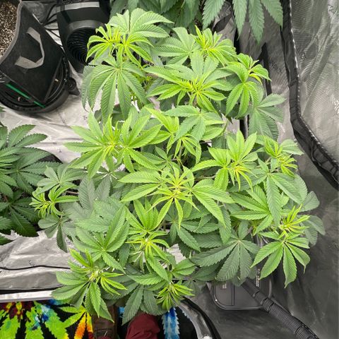 Sourdough S1 Offensive Selections growlog timeline photo