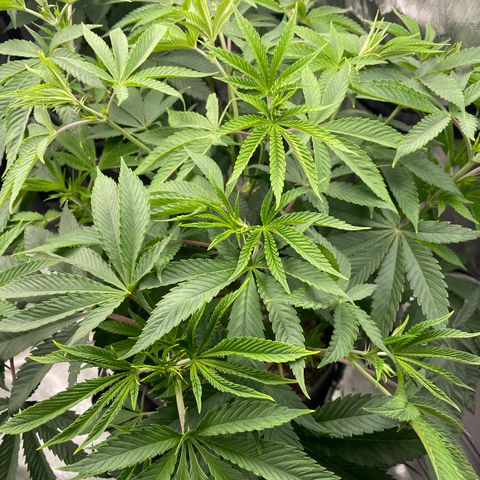 Sourdough S1 Offensive Selections growlog photo: Big bushy plant. Not much to see. 