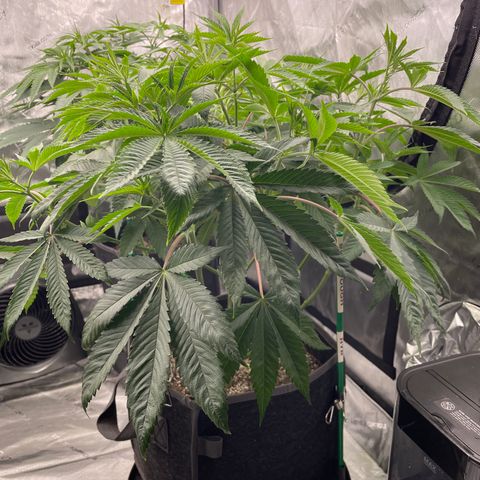 Sourdough S1 Offensive Selections growlog photo: Big bushy plant. Not much to see. 