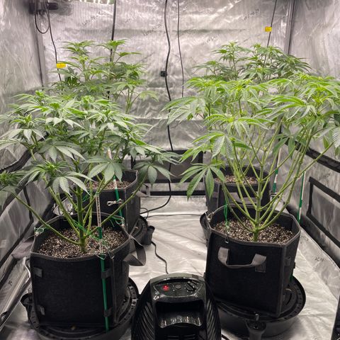 Sourdough S1 Offensive Selections growlog timeline photo
