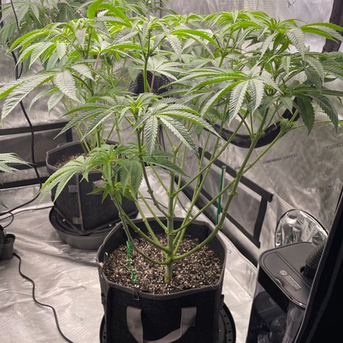 Sourdough S1 Offensive Selections growlog timeline photo