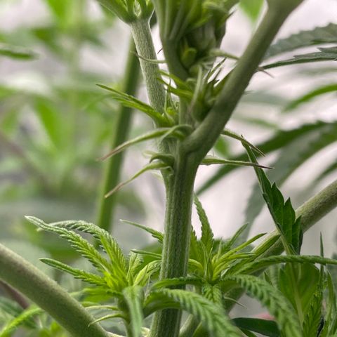 Sourdough S1 Offensive Selections growlog timeline photo