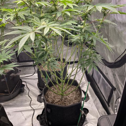 Sourdough S1 Offensive Selections growlog timeline photo