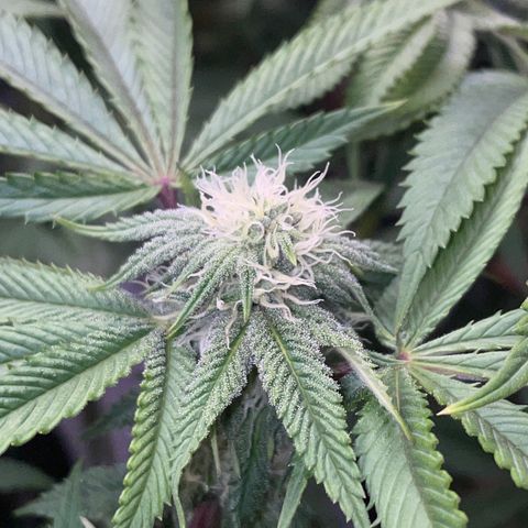 Sourdough S1 Offensive Selections growlog timeline photo
