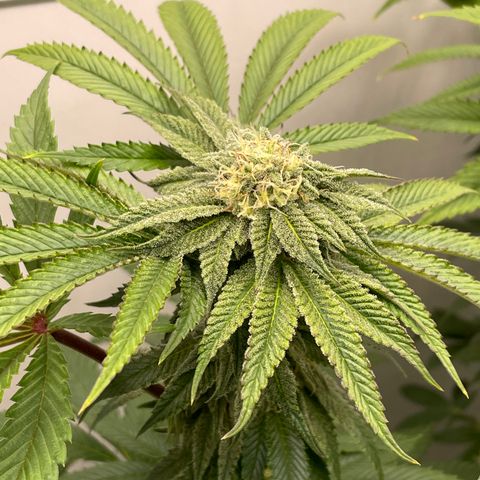 Sourdough S1 Offensive Selections growlog timeline photo