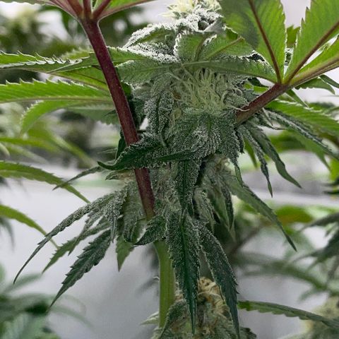 Sourdough S1 Offensive Selections growlog timeline photo