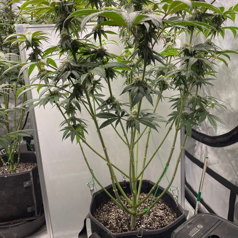 Sourdough S1 Offensive Selections growlog timeline photo