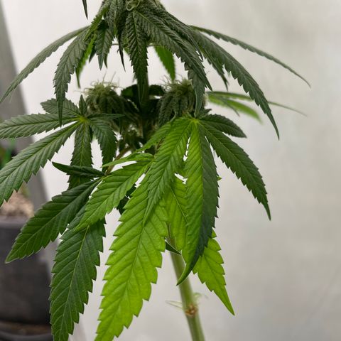 Sourdough S1 Offensive Selections growlog timeline photo