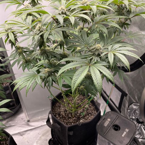 Sourdough S1 Offensive Selections growlog timeline photo
