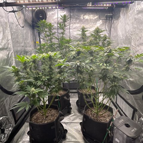 Plushberry Tree growlog timeline photo