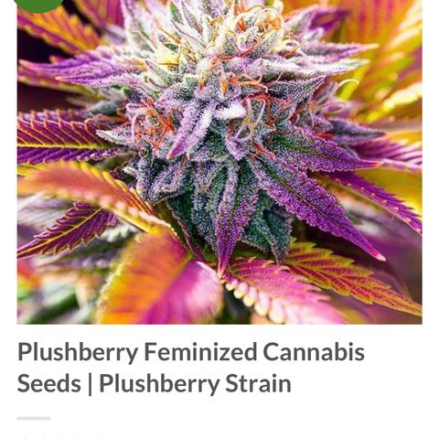 Plushberry Tree growlog timeline photo