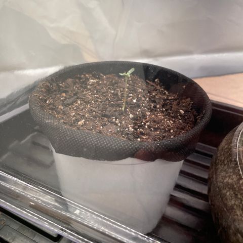 Plushberry Tree growlog timeline photo