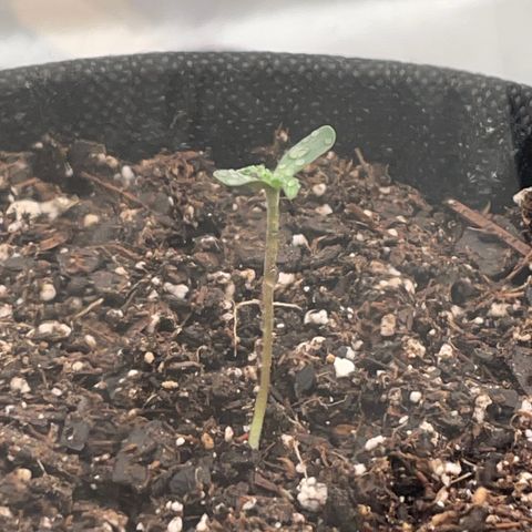 Plushberry Tree growlog timeline photo