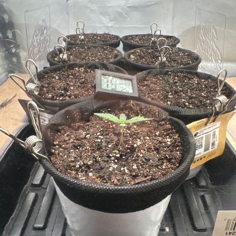 Plushberry Tree growlog timeline photo