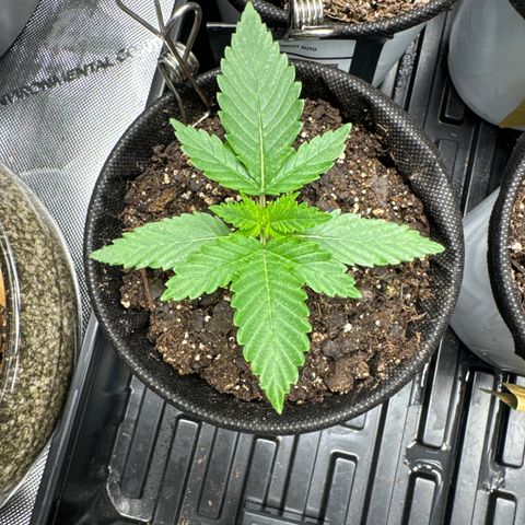 Plushberry Tree growlog timeline photo