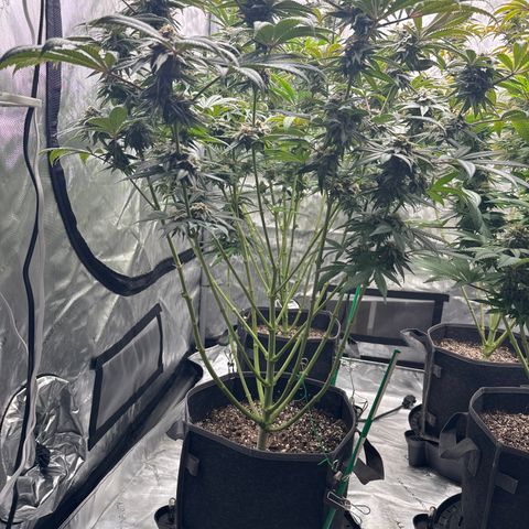 Sourdough S1 Offensive Selections growlog timeline photo