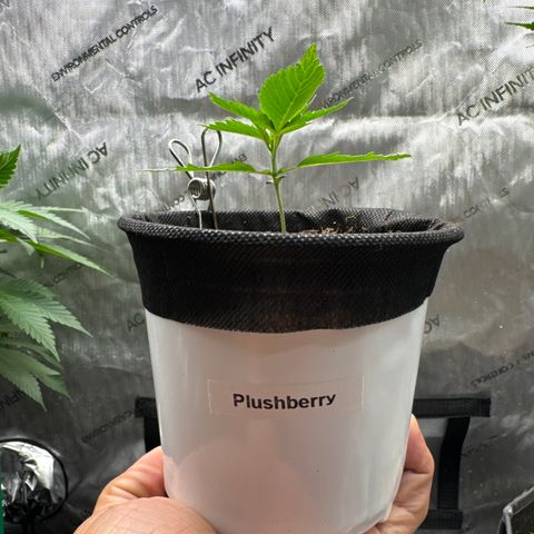 Plushberry Tree growlog timeline photo
