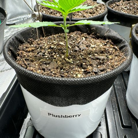 Plushberry Tree growlog timeline photo