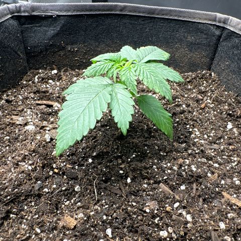 Plushberry Tree growlog timeline photo